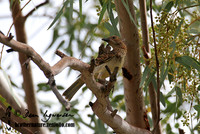 Spotted Bowerbird