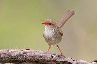 685_8584 Superb Fairy-wren female