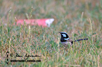 538_3862 Superb Fairy-wren male and McDonalds packet in background