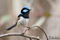 685_8528 Superb Fairy-wren male