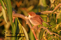 538_3873 Superb Fairy-wren juvenile golden light