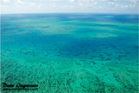 Arlington Reef
