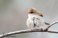 685_8547 Superb Fairy-wren female