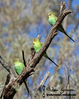 Budgerigar