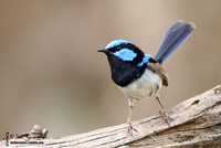685_8581 Superb Fairy-wren male