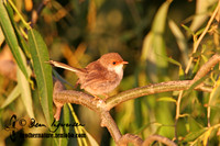 538_3874 Superb Fairy-wren juvenile