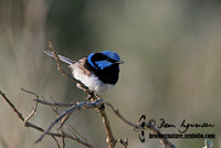 520_2089 Superb Fairy-wren male breeding plumage