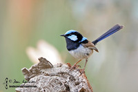 685_8575 Superb Fairy-wren male