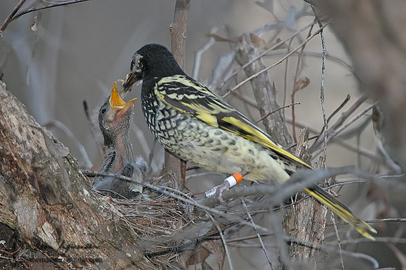 666_6618 Regent HE o-w feeding chick