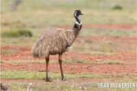 Emu