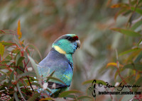 Australian Ringneck