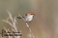 521_2111 Superb Fairy-wren female