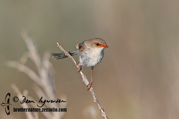 521_2111 Superb Fairy-wren female