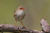 685_8587 Superb Fairy-wren female