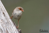 685_8518 Superb Fairy-wren female