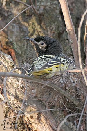 665_6551 Regent HE on nest