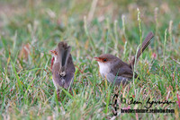 538_3864 Superb Fairy-wren female and juvenile