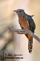 Fan-tailed Cuckoo