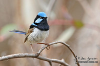 685_8531 Superb Fairy-wren male