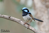 685_8565 Superb Fairy-wren male