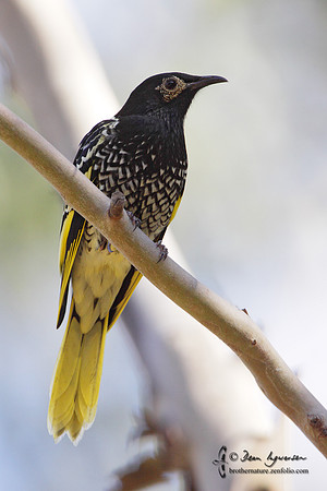 100_3311 Regent Honeyeater