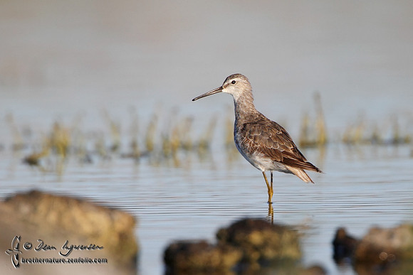 Stilt Sandpiper IMG_4455