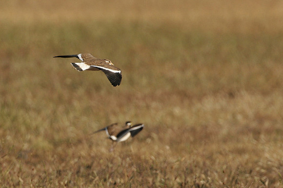 Banded Lapwing adult and immature