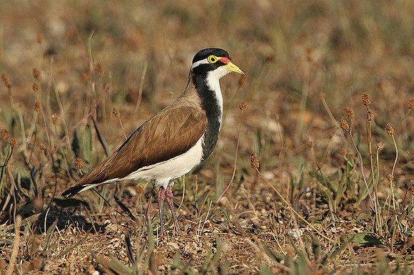 Banded Lapwing adult