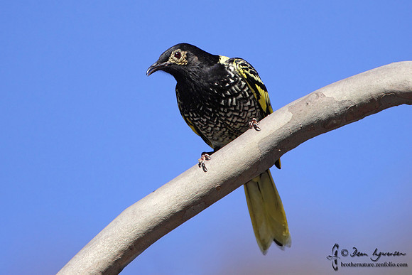 100_3309 Regent Honeyeater