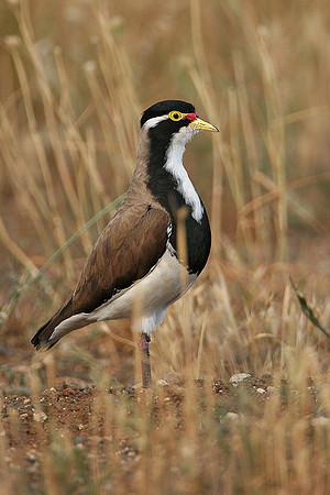 Banded Lapwing adult