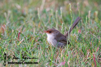 538_3865 Superb Fairy-wren female