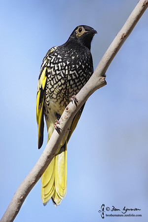 100_3326 Regent Honeyeater