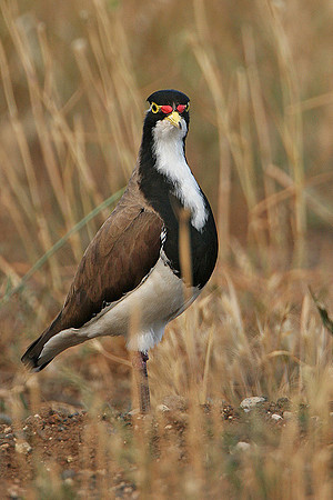 Banded Lapwing adult