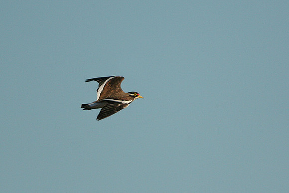 Banded Lapwing adult in flight
