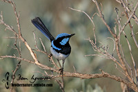 521_2101 Superb Fairy-wren male