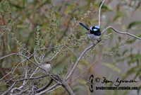 451_5110 Superb Fairy-wren pair