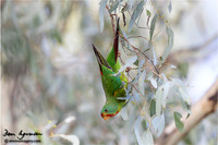 Swift Parrot