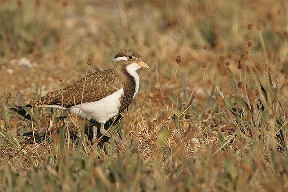 Banded Lapwing immature